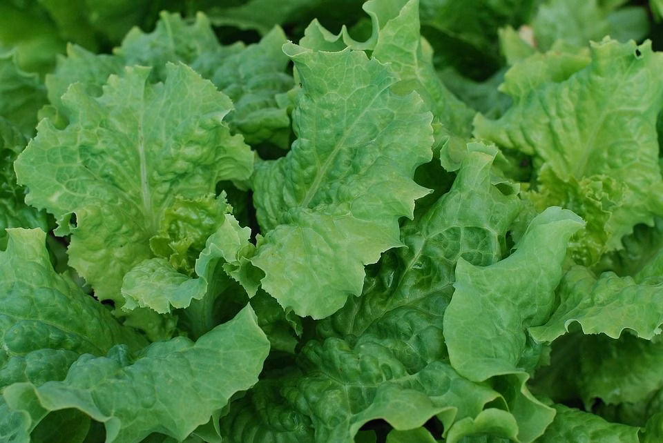 33 of the Healthiest Green Leafy Vegetables Ranked