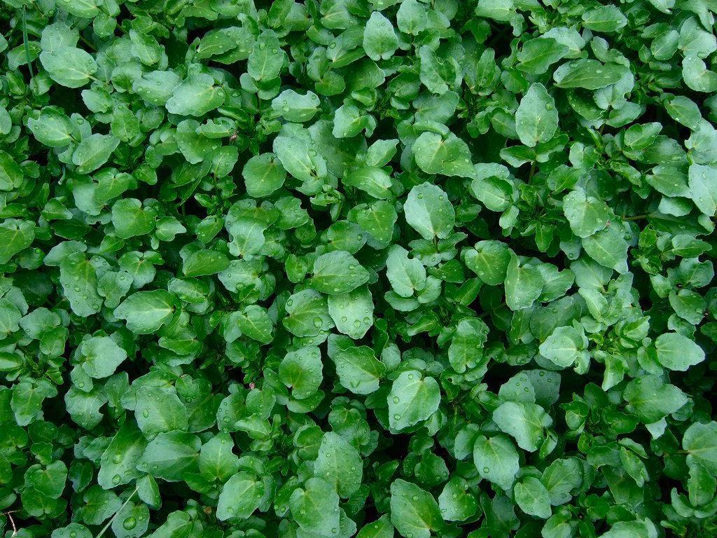 50 Calcium Rich Foods (Ranked)