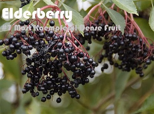 63 Kaempferol Rich Foods (Ranked)