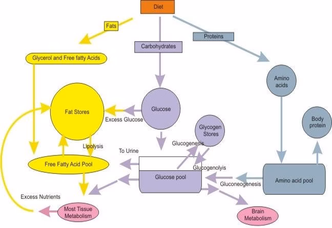 Nutrition Data: The Ultimate Guide to Personalized Nutrition