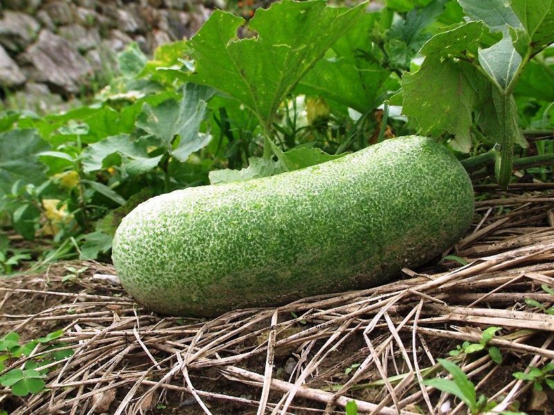 191 of the Healthiest Vegetables Ranked (from Best to Worst)
