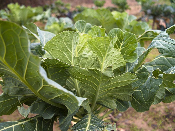 33 of the Healthiest Green Leafy Vegetables Ranked