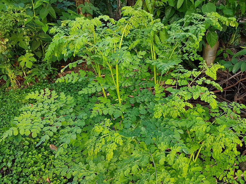 33 of the Healthiest Green Leafy Vegetables Ranked