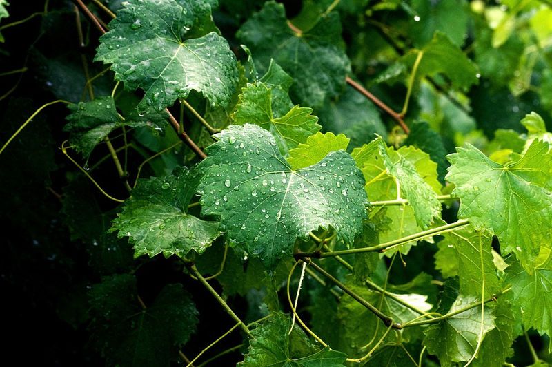 33 of the Healthiest Green Leafy Vegetables Ranked