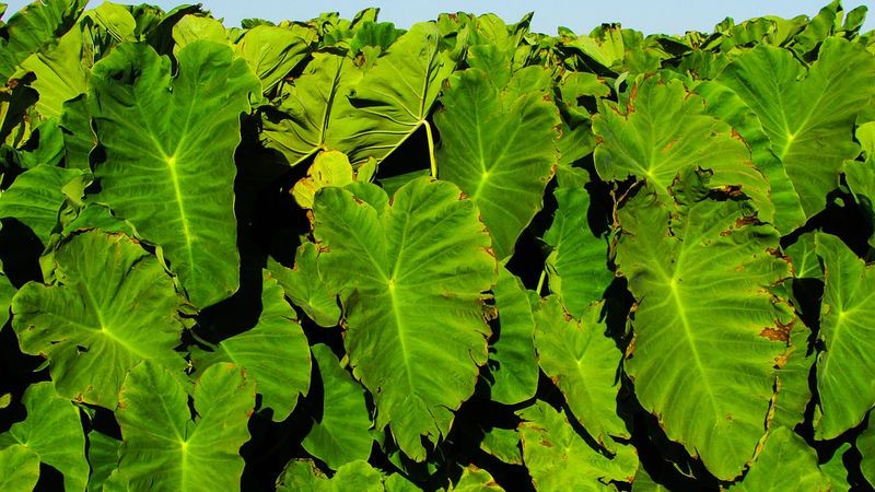 33 of the Healthiest Green Leafy Vegetables Ranked