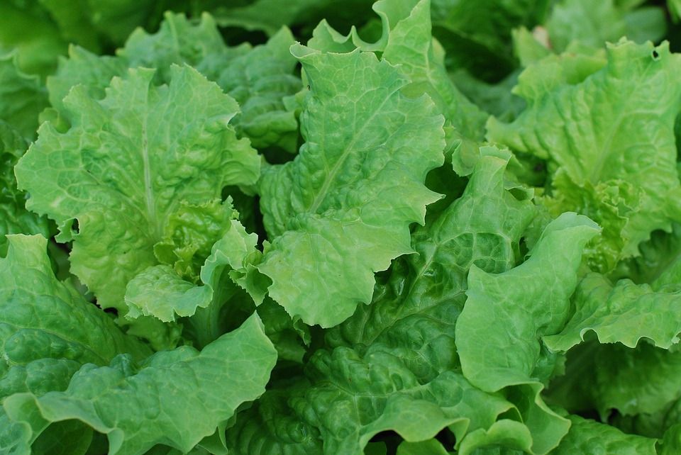 33 of the Healthiest Green Leafy Vegetables Ranked