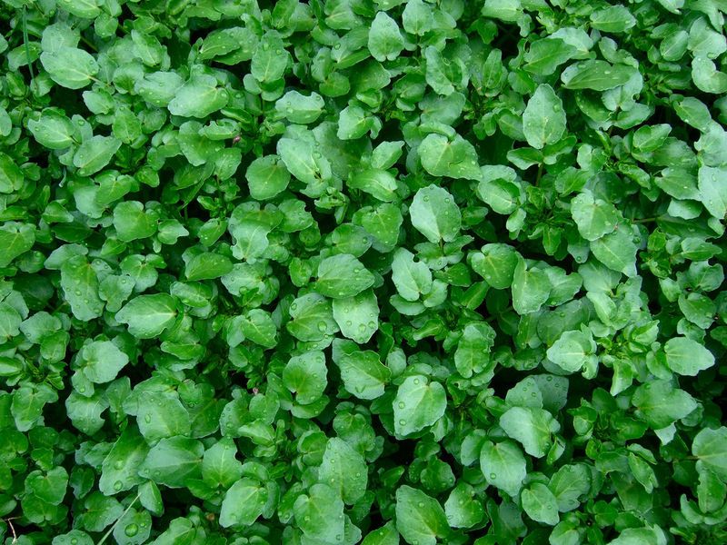 50 Calcium Rich Foods (Ranked)