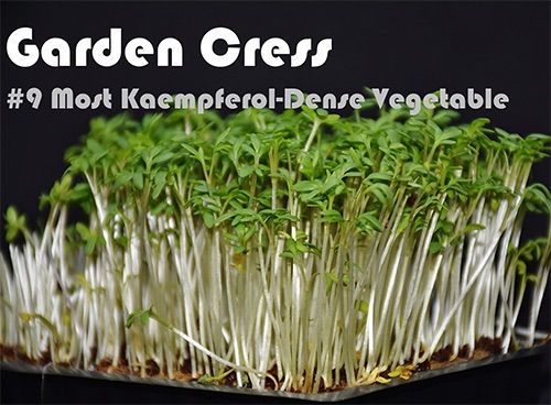 63 Kaempferol Rich Foods (Ranked)