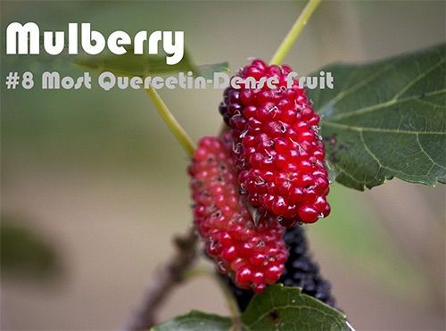 93 Quercetin Rich Foods Ranked by Quercetin Density