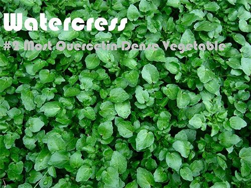93 Quercetin Rich Foods Ranked by Quercetin Density