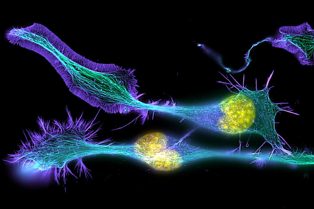 Electrotherapy for Weight Loss & Obesity-Related Diseases