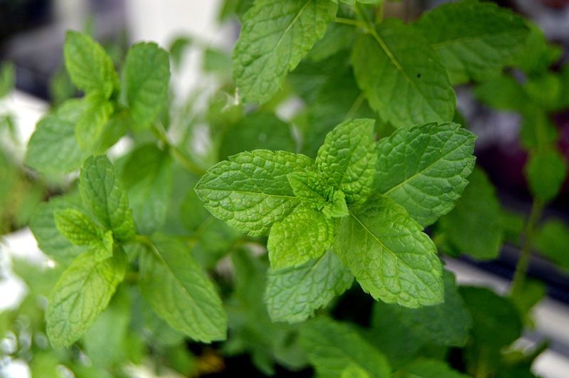 Healthiest Herb: The Math that Proves Which Herb is Healthiest