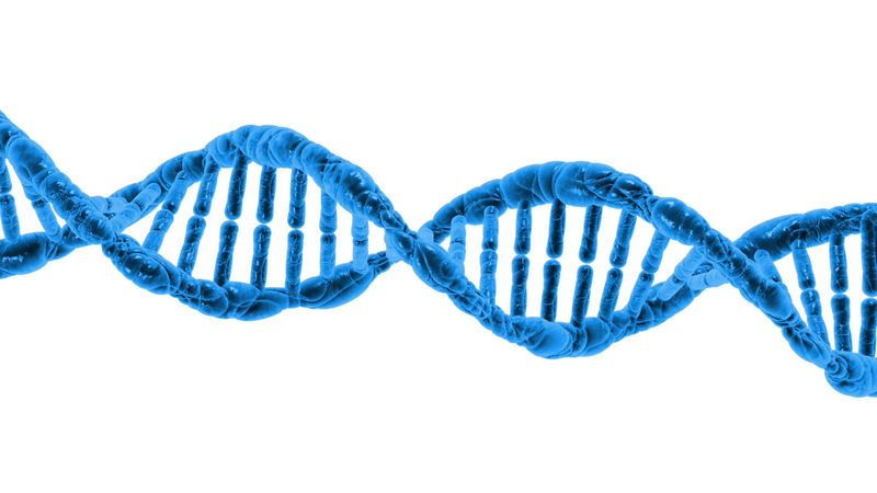 High Protein Diet for Weight Loss: What Your DNA Says About It